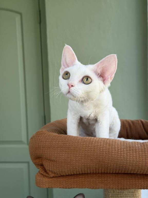 White Devon Rex photo 2