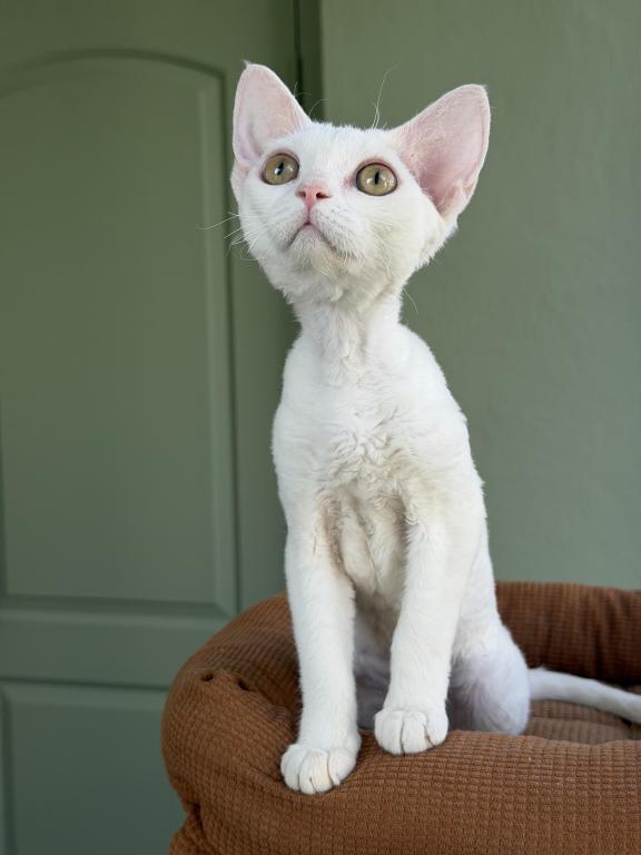 White Devon Rex photo 6