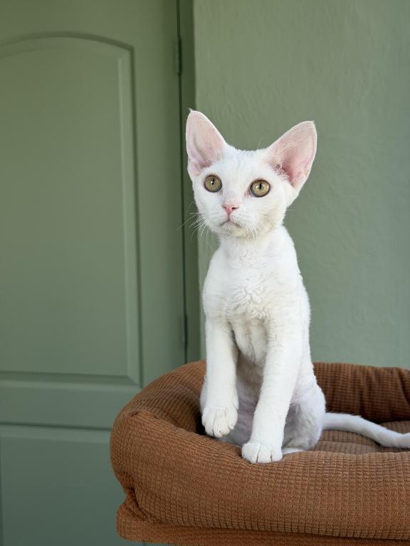White Devon Rex photo 5