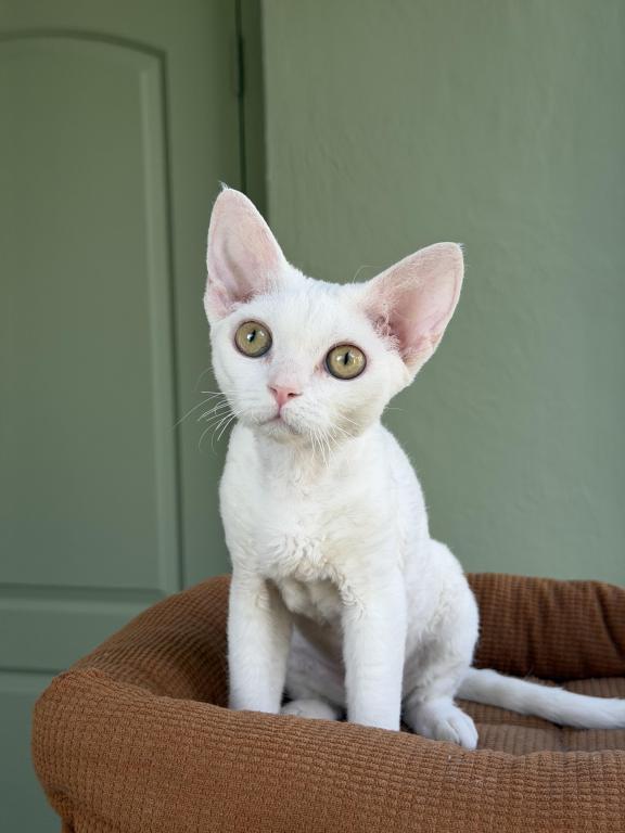 White Devon Rex photo 1