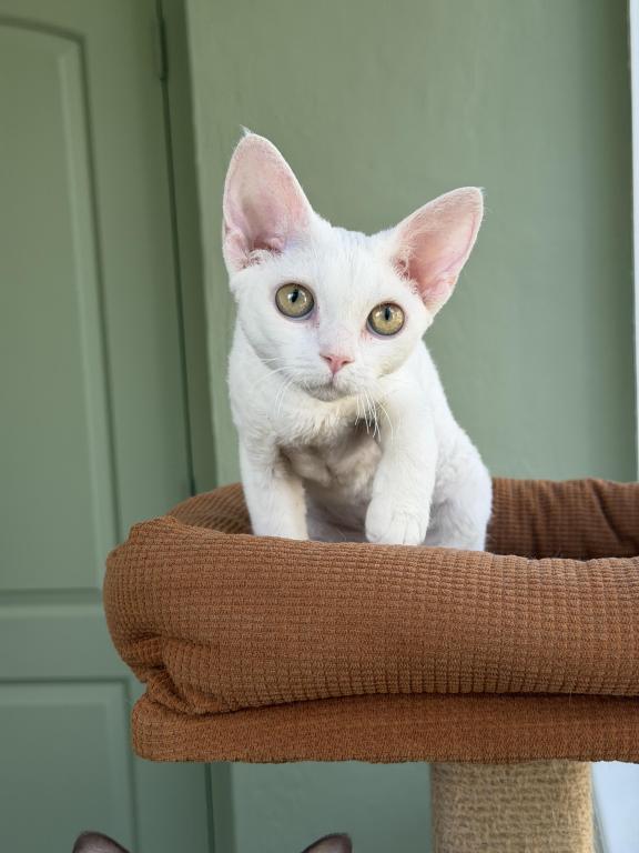 White Devon Rex photo 3