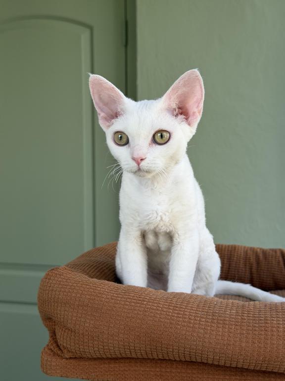 White Devon Rex photo 8
