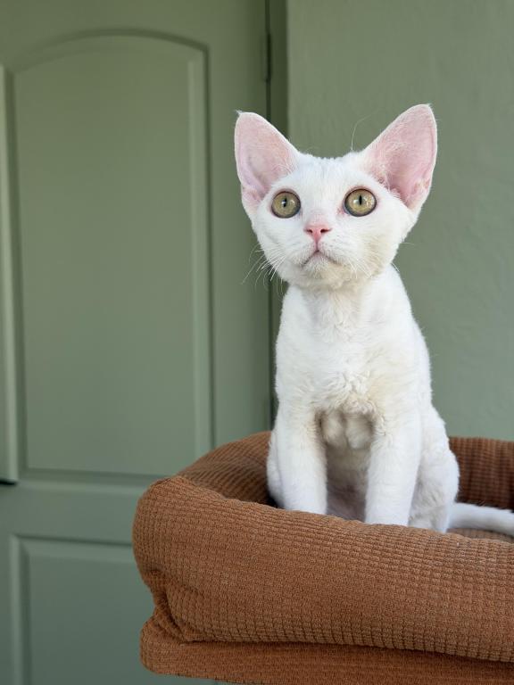 White Devon Rex photo 7