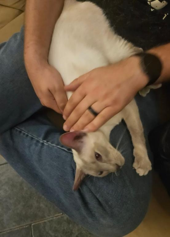 Lilac Siamese Adult Female photo 4