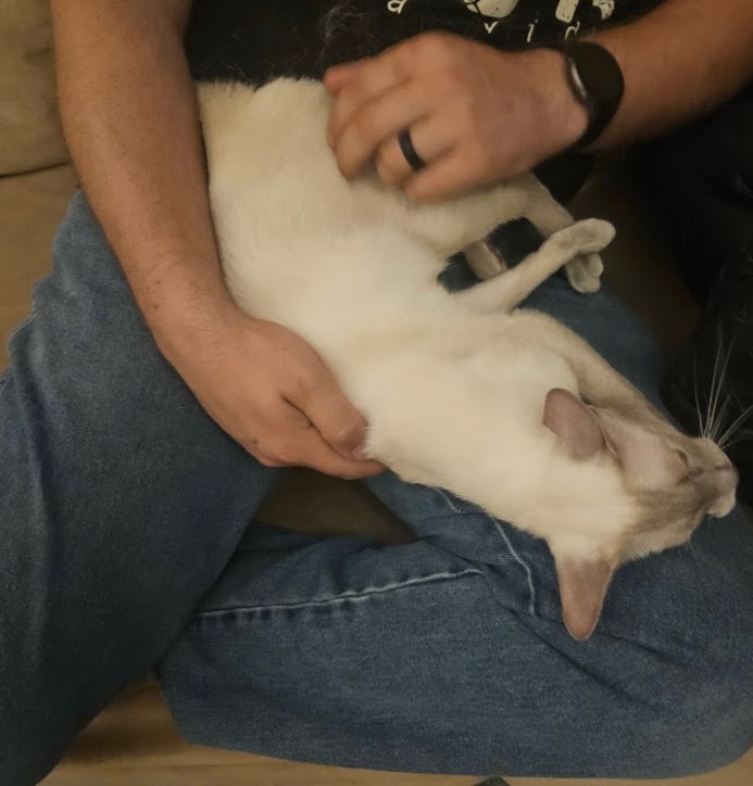 Lilac Siamese Adult Female photo 3