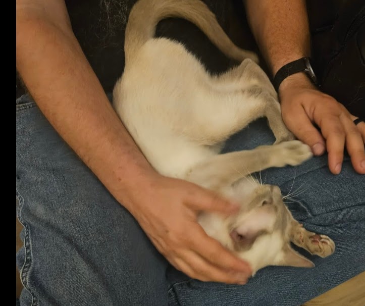 Lilac Siamese Adult Female photo 2