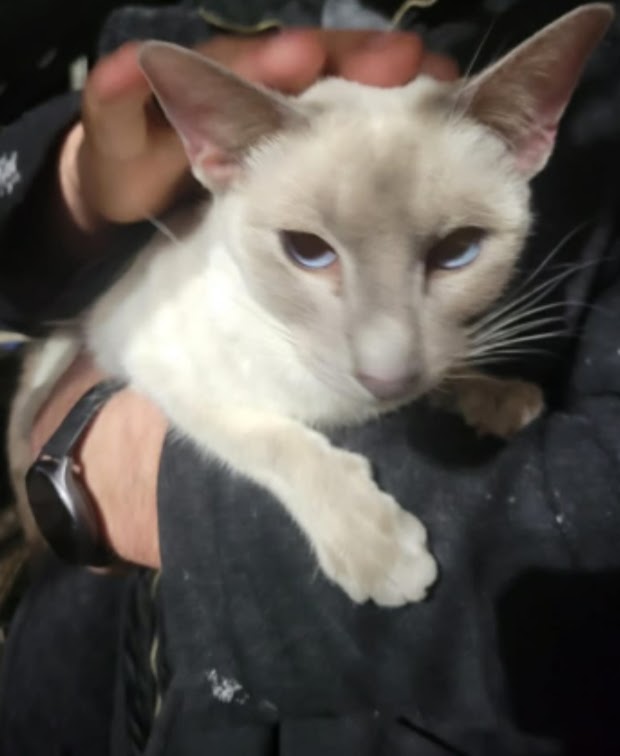 Lilac Siamese Adult Female photo 1
