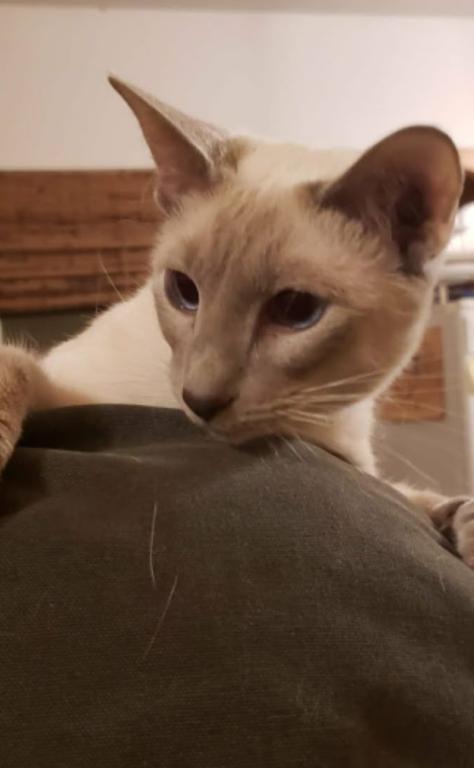 Lilac Siamese Adult Female photo 5