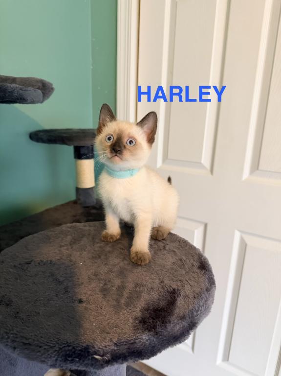 HARLEY photo 12