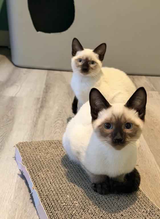 HARLEY&CHLOE&Lilly photo 1
