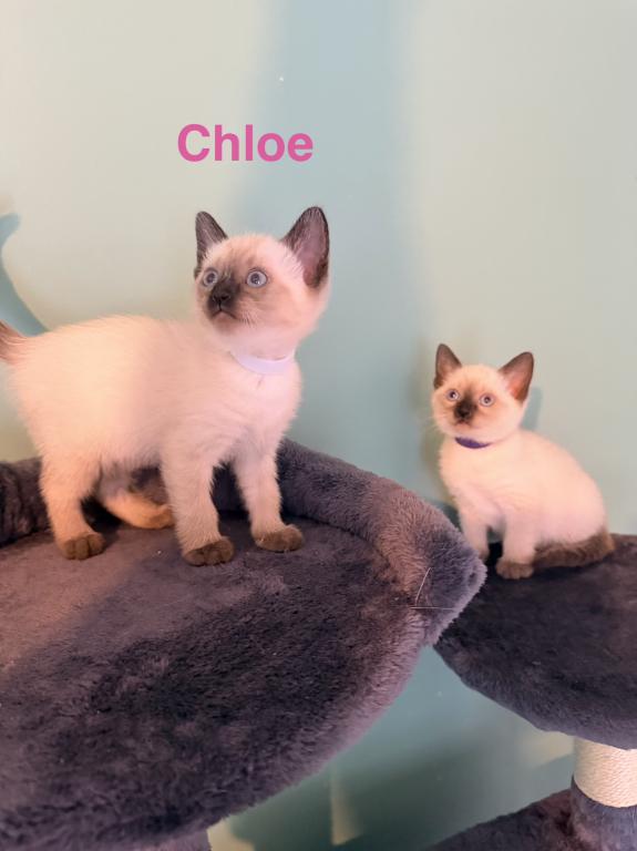 HARLEY&CHLOE&Lilly photo 7