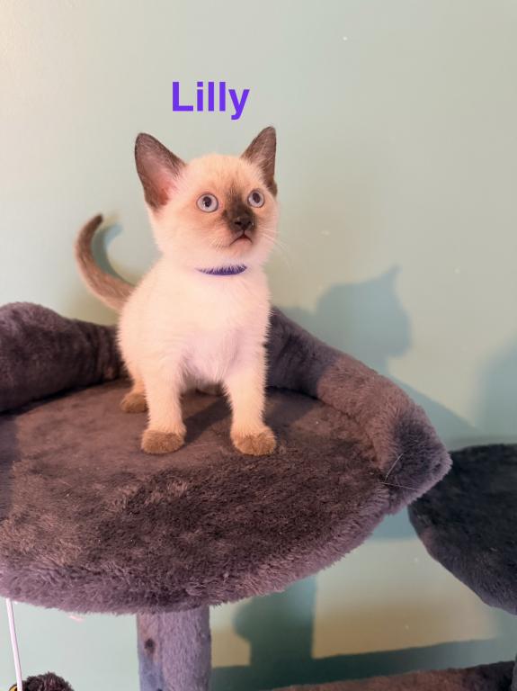 HARLEY&CHLOE&Lilly photo 3