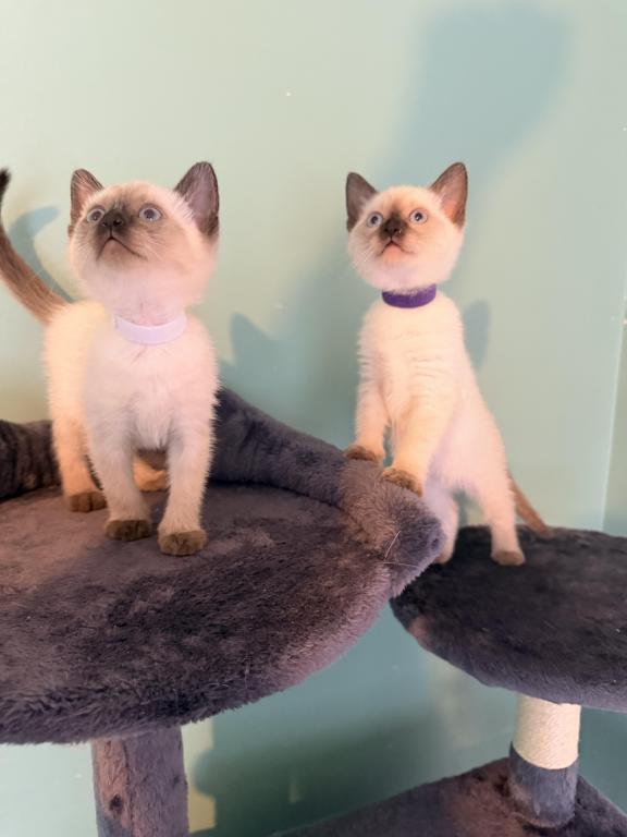 HARLEY&CHLOE&Lilly photo 6