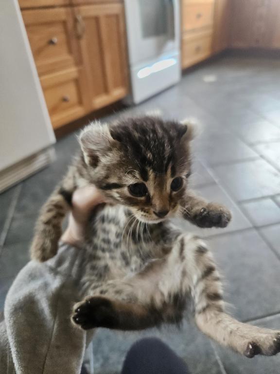 Spotted Bobtail photo 5