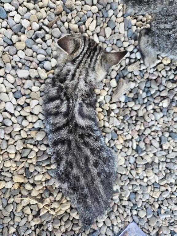Spotted Bobtail photo 3