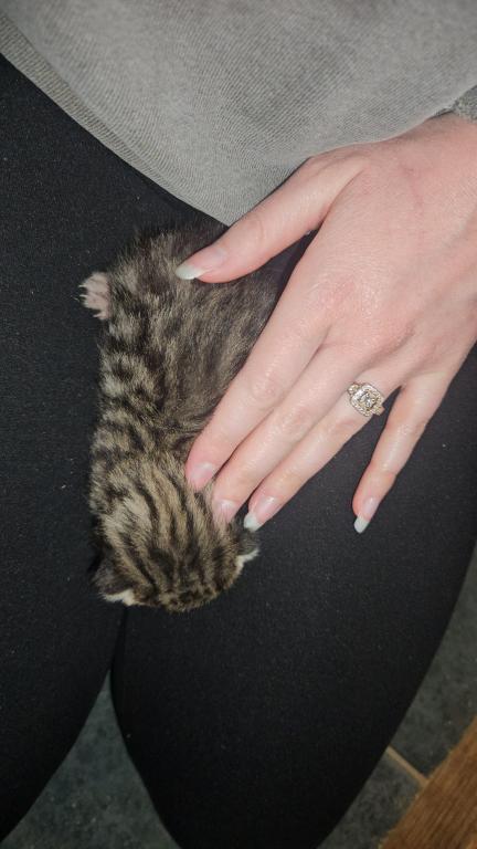 Spotted Bobtail photo 17