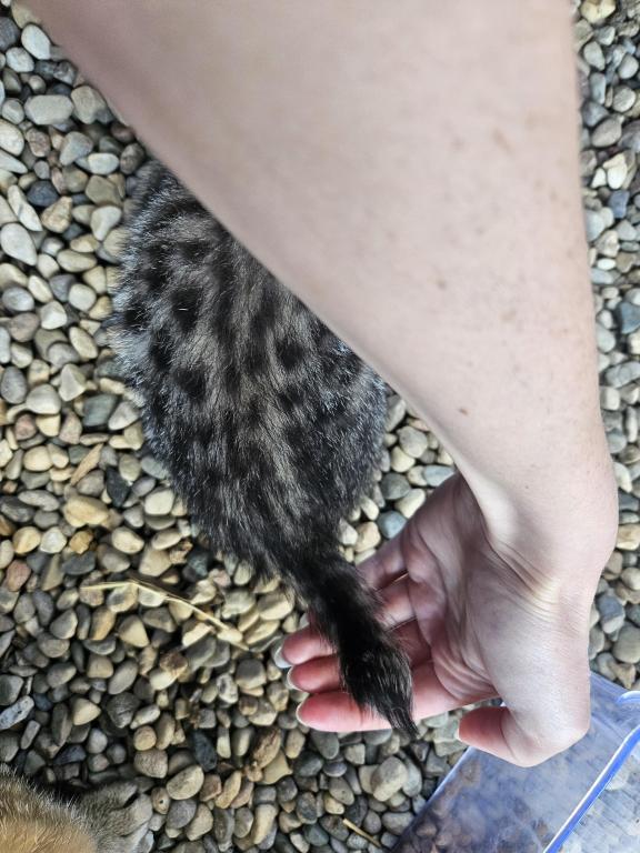 Spotted Bobtail photo 1