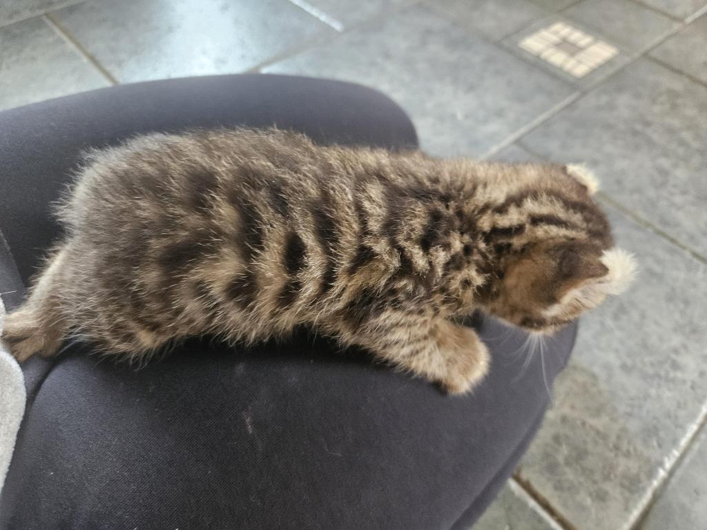 Spotted Bobtail photo 7