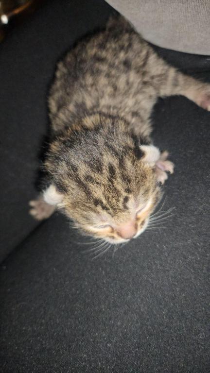 Spotted Bobtail photo 13