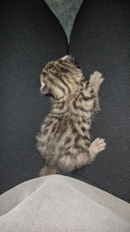 Spotted Bobtail photo 15