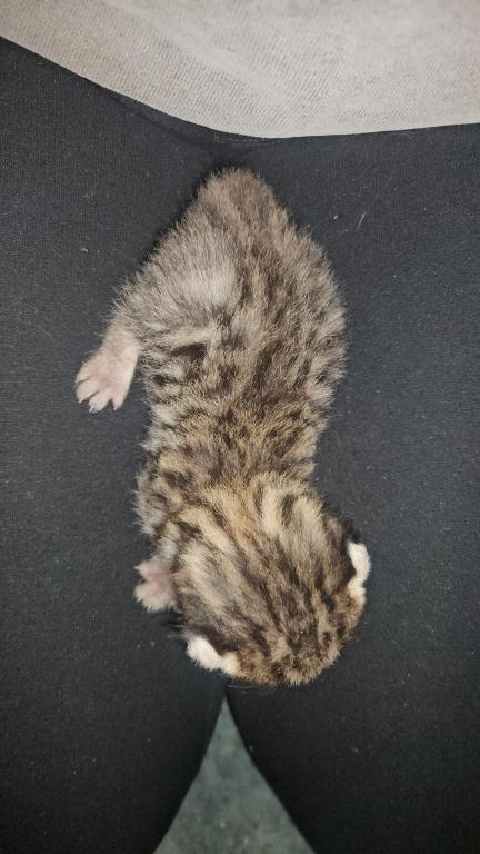 Spotted Bobtail photo 11