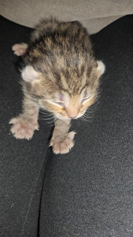 Spotted Bobtail photo 12