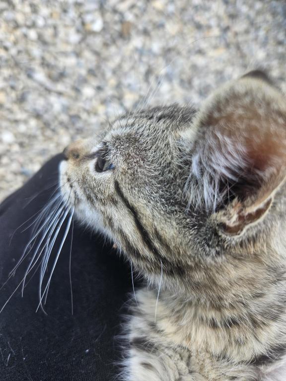 Spotted Bobtail photo 2