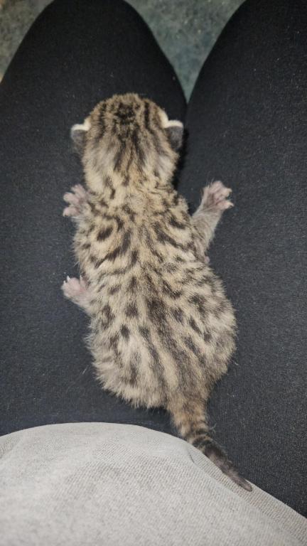 Spotted Bobtail photo 16