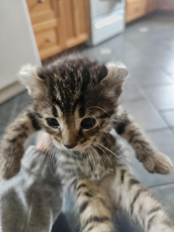 Spotted Bobtail photo 9