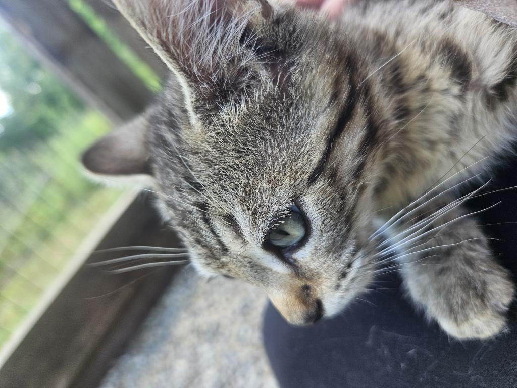 Spotted Bobtail photo 4