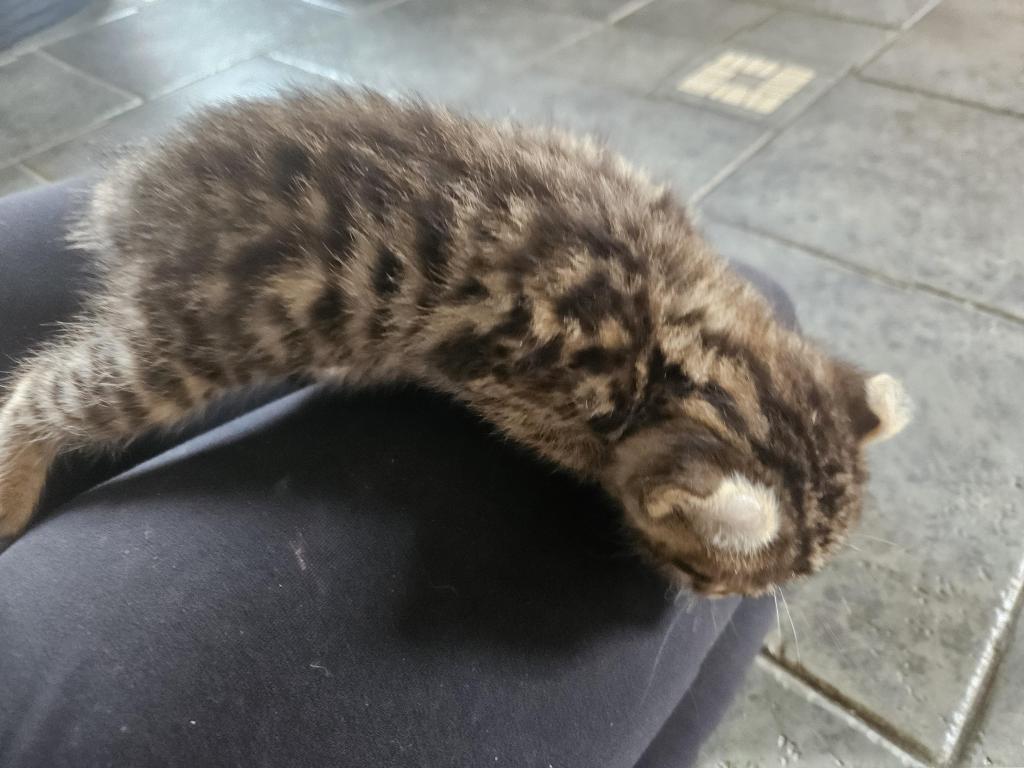 Spotted Bobtail photo 10