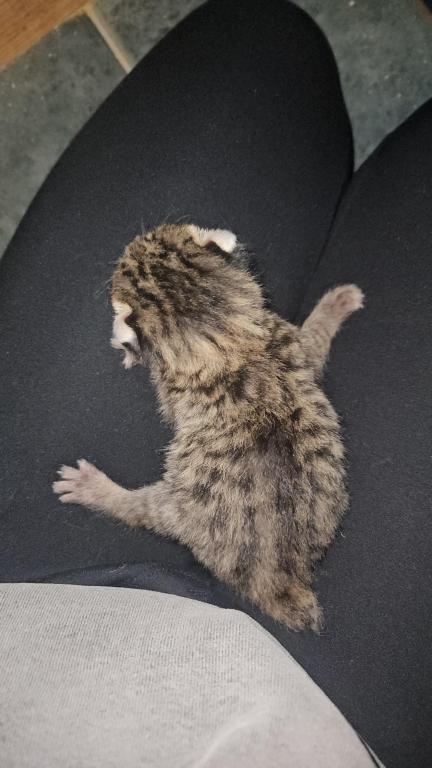 Spotted Bobtail photo 14