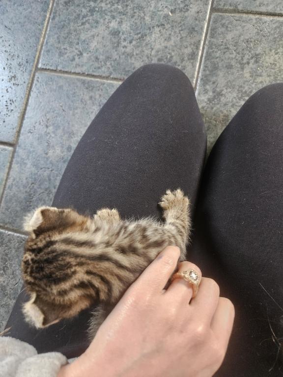 Spotted Bobtail photo 8