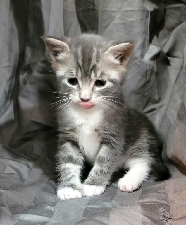 Eloise & Dobby's Babies2 photo 11
