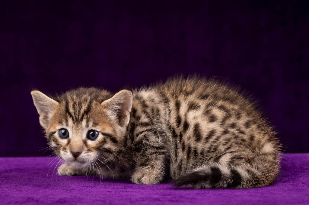 Savannah Litter photo 6