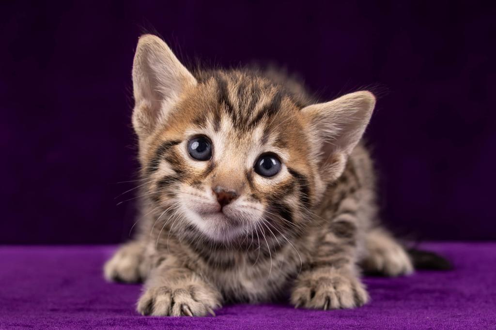Savannah Litter photo 14