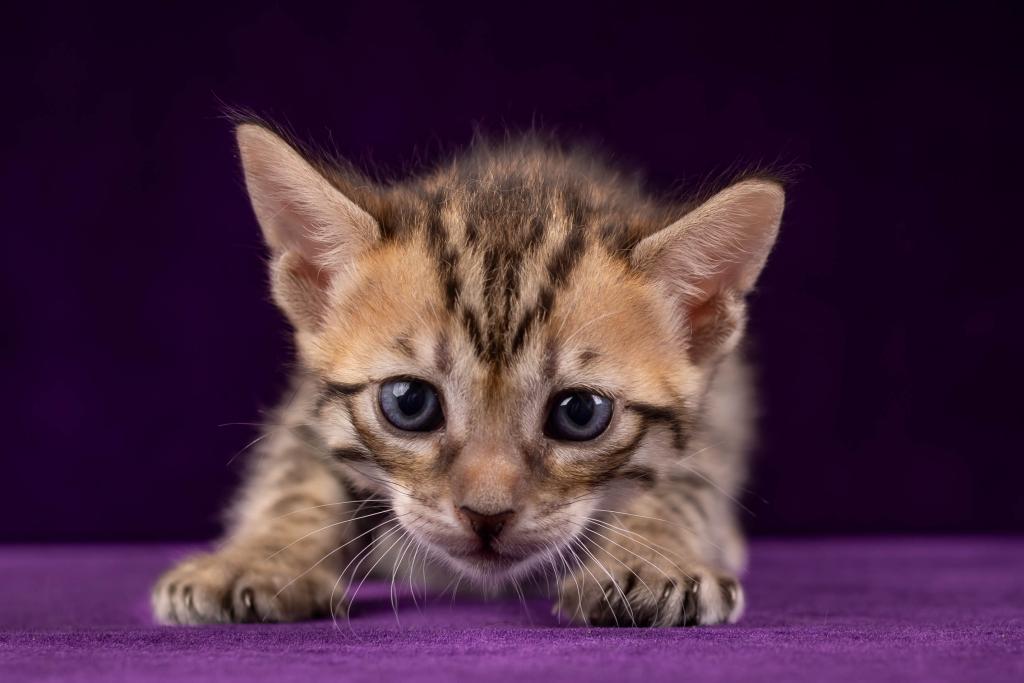 Savannah Litter photo 2