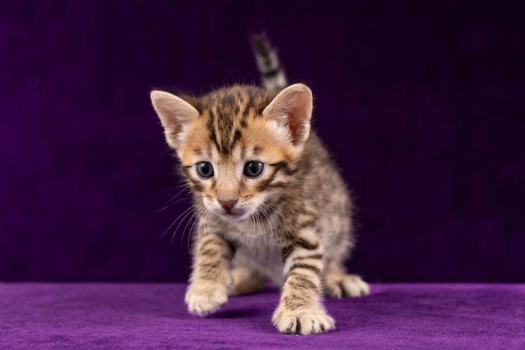 Savannah Litter photo 8