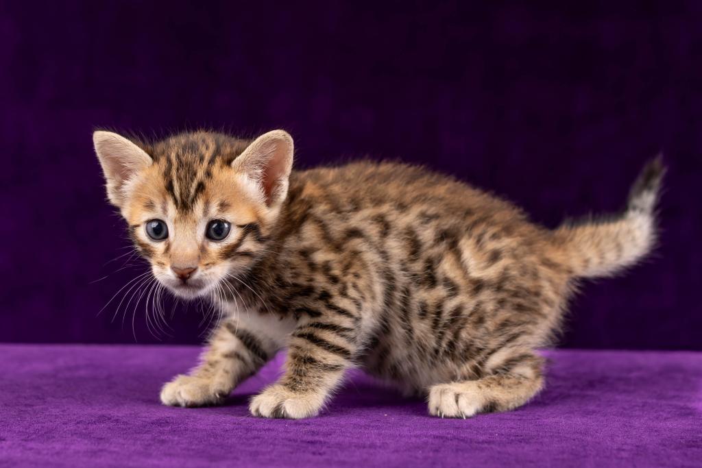 Savannah Litter photo 5