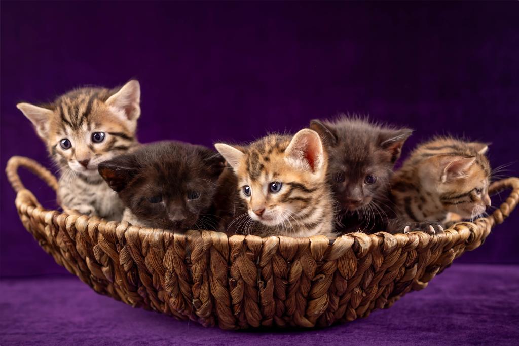 Savannah Litter photo 1