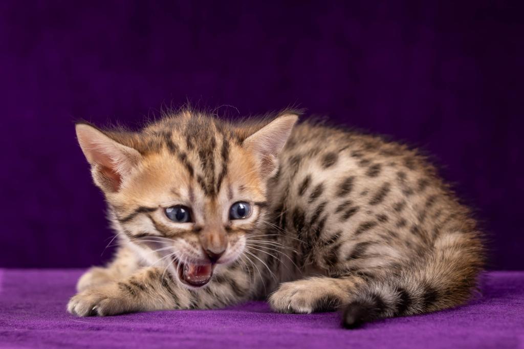 Savannah Litter photo 4