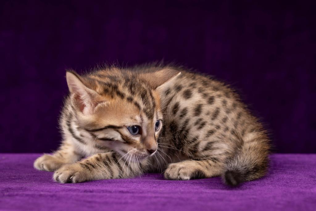 Savannah Litter photo 9
