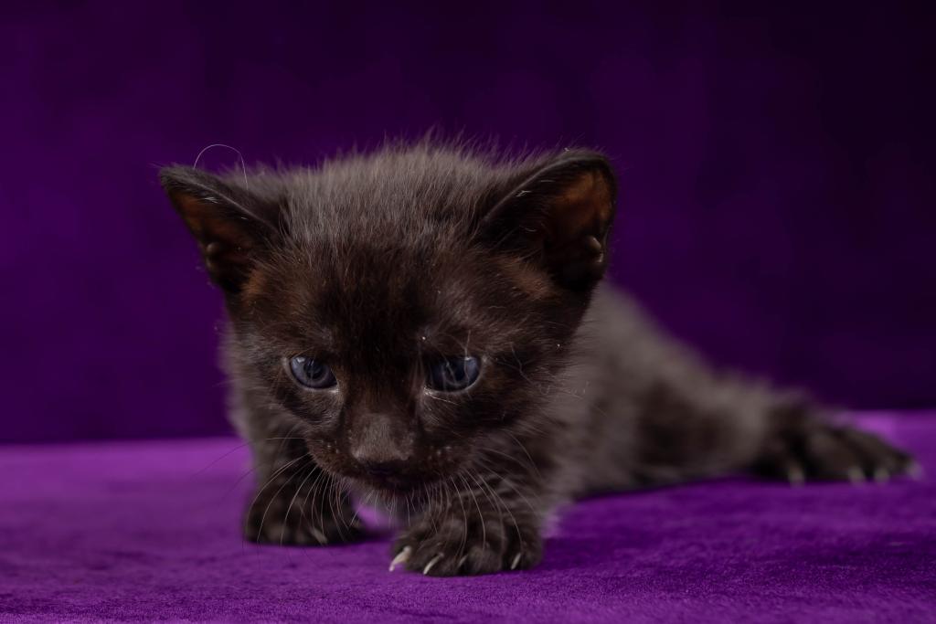 Savannah Litter photo 13