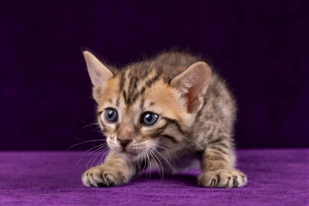 Savannah Litter photo 3