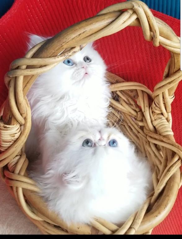 CFA Registered Dollface Blue Eyed White Persians photo 27