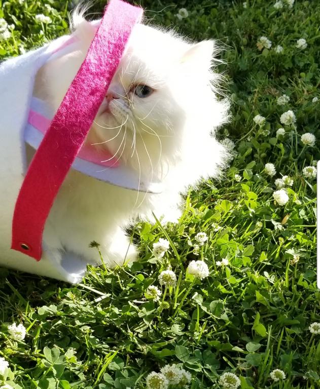 CFA Registered Dollface Blue Eyed White Persians photo 39