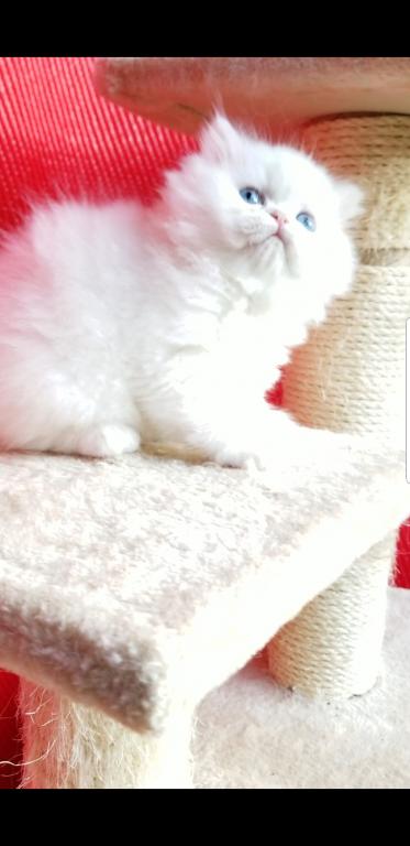 CFA Registered Dollface Blue Eyed White Persians photo 31
