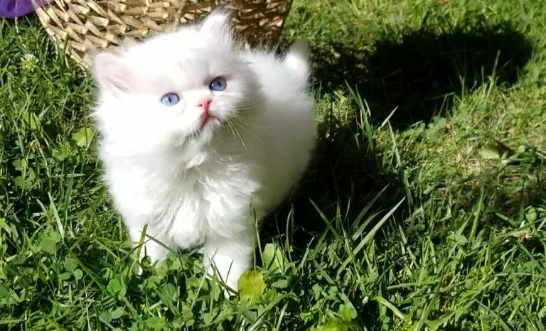 CFA Registered Dollface Blue Eyed White Persians photo 37