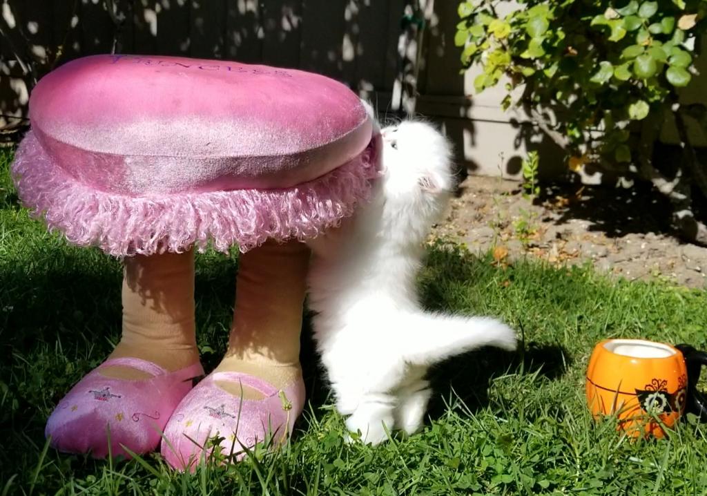 CFA Registered Dollface Blue Eyed White Persians photo 36