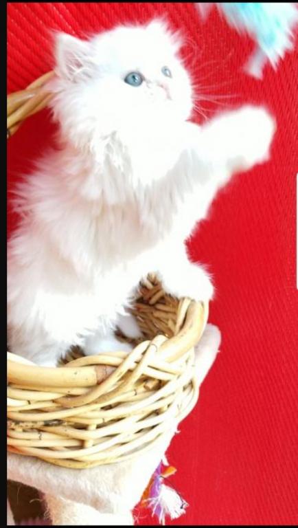 CFA Registered Dollface Blue Eyed White Persians photo 24
